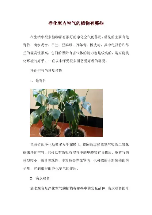 净化室内空气的植物有哪些
