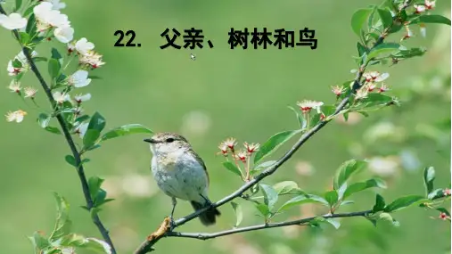 三年级上册《父亲、树林和鸟》PPT优秀课件1部编版