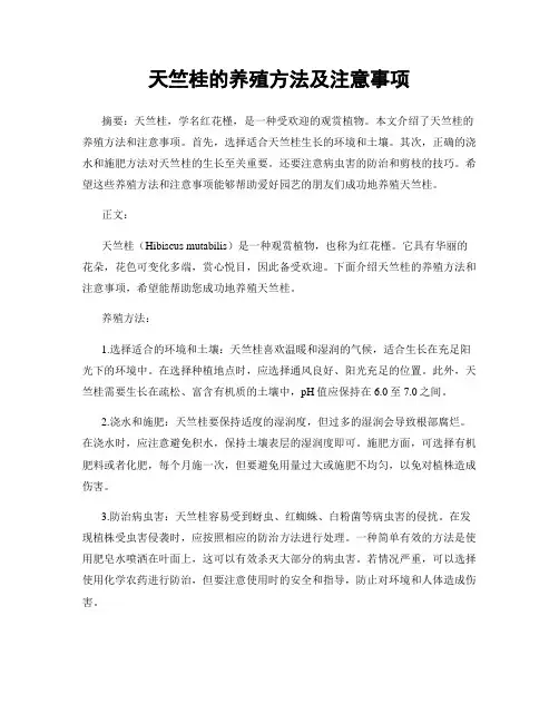天竺桂的养殖方法及注意事项