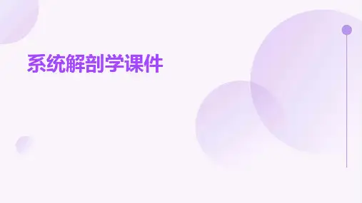 系统解剖学课件-绪论、骨学、躯干骨
