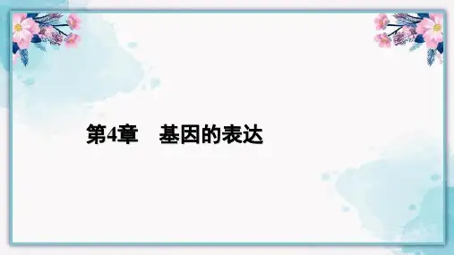 人教版生物必修2课件第4章第2节基因表达与性状的关系