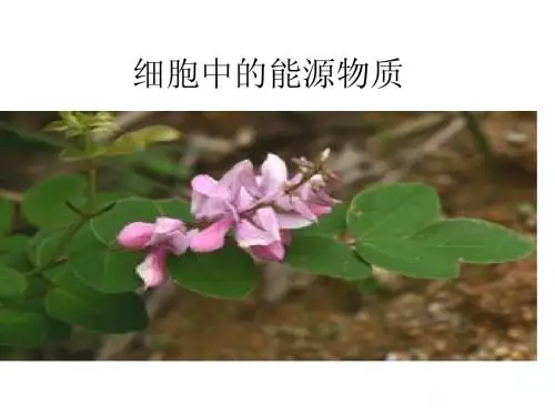 中图版第一节细胞中的能源物质
