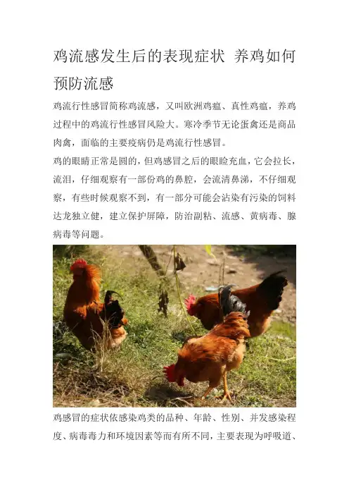 鸡流感发生后的表现症状 养鸡如何预防流感