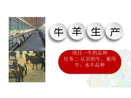兼用牛品种课件(共26张PPT)《牛羊生产》