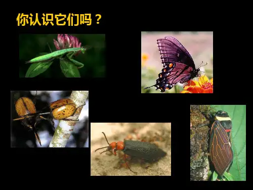 我和昆虫PPT课件