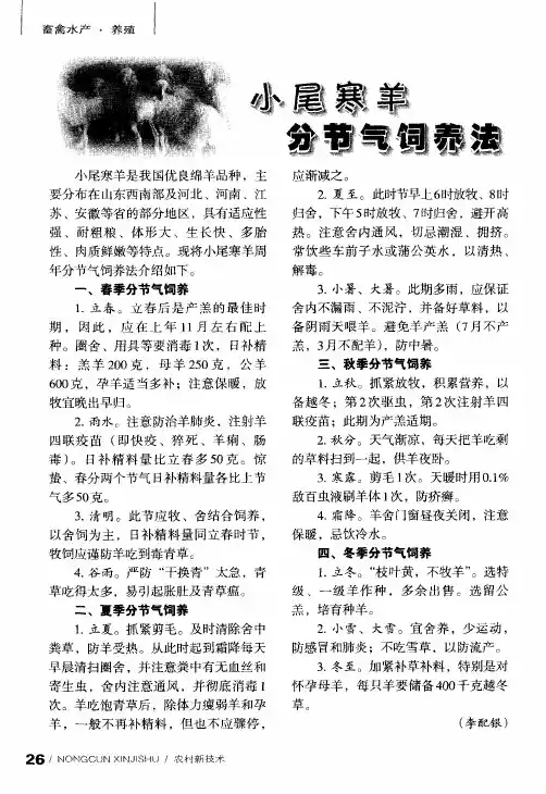 小尾寒羊分节气饲养法