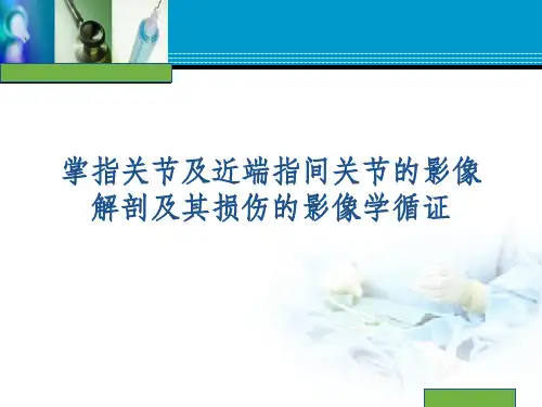 手指解剖