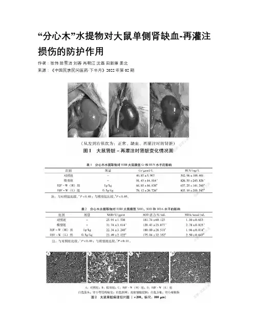 “分心木”水提物对大鼠单侧肾缺血-再灌注损伤的防护作用   