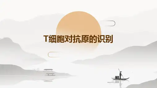 T细胞对抗原的识别