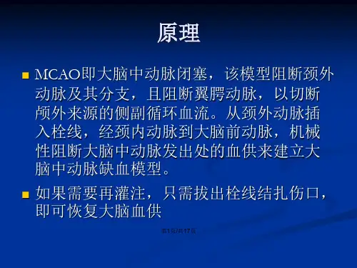 大鼠MCAO模型的制作