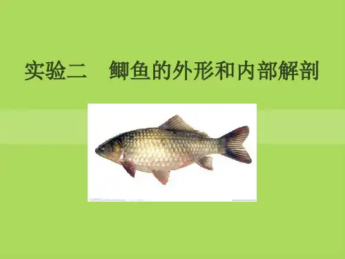 鲫鱼的外形和内部解剖
