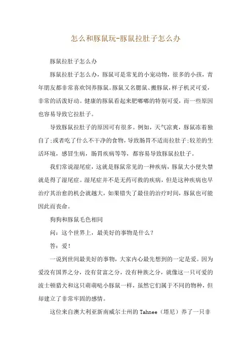 怎么和豚鼠玩-豚鼠拉肚子怎么办