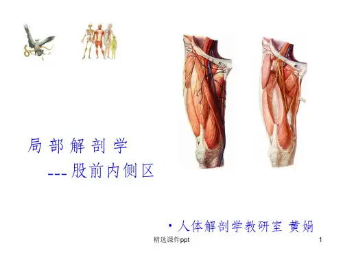 《股前内侧区》PPT课件