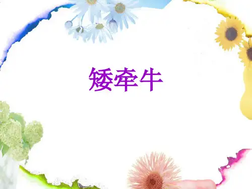 矮牵牛、小花矮牵牛品种介绍