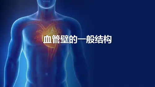 血管—血管壁的一般结构(组织胚胎学)
