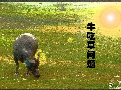 牛吃草.ppt