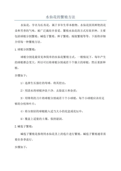 水仙花的繁殖方法