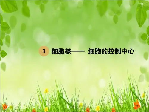 高中生物第一轮复习-细胞核课件