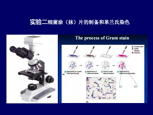 实验二 细菌涂(抹)片的制备和革兰氏染色