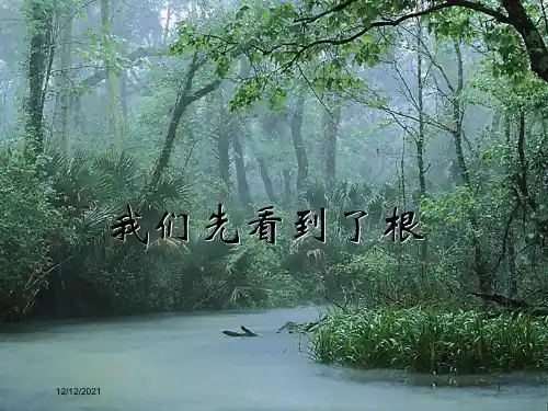 三年级科学下册 植物的生长变化 3 我们先看到了根课件1