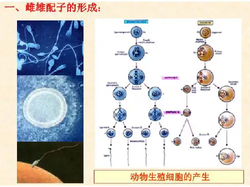 遗传的细胞学基础
