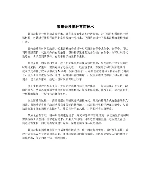 紫果云杉播种育苗技术