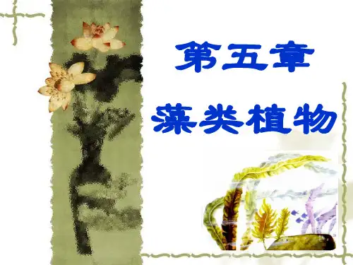 石大药用植物学课件05藻类植物