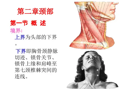 局部解剖学颈部ppt课件
