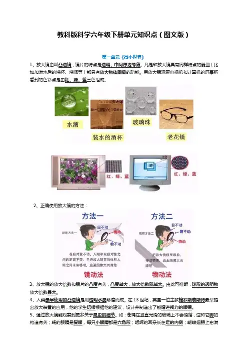 教科版科学六年级下册单元知识点(图文版)