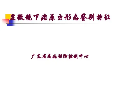 疟原虫的形态鉴别解析