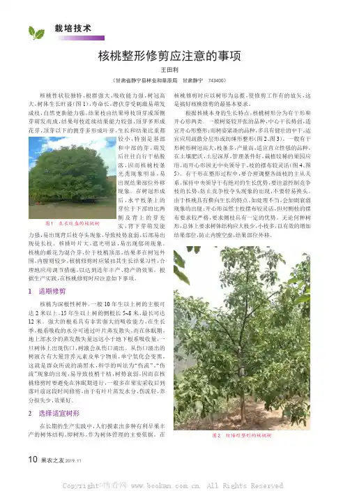 核桃整形修剪应注意的事项