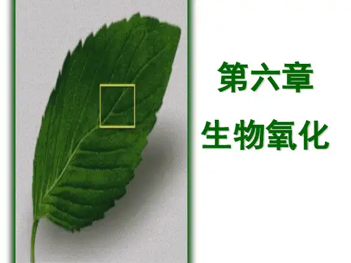 第6章 生物氧化
