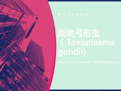 刚地弓形虫课件