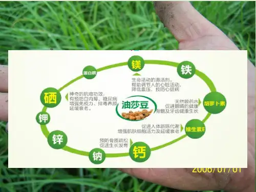 油莎豆品牌策划