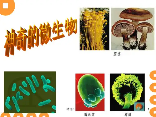 八年  生物 《神奇的微生物》ppt课件
