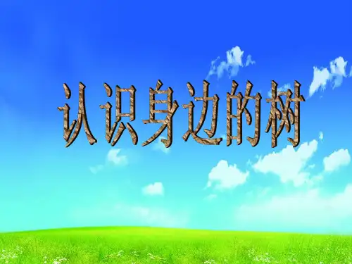 二年美术课件《认识身边的树》