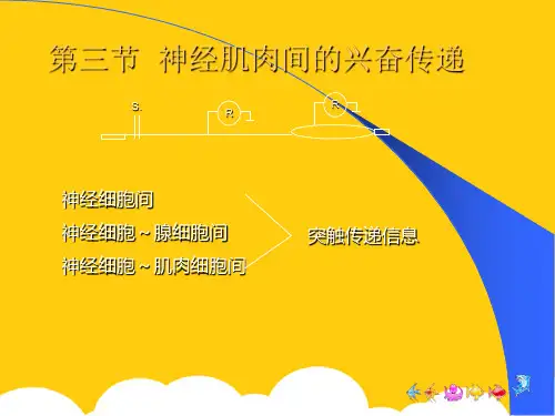 神经肌肉间的兴奋传递ppt实用资料