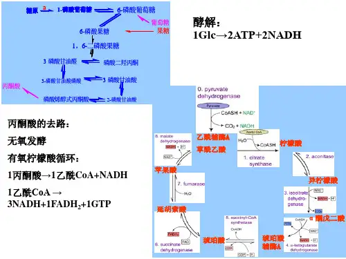 氧化磷酸化的抑制剂