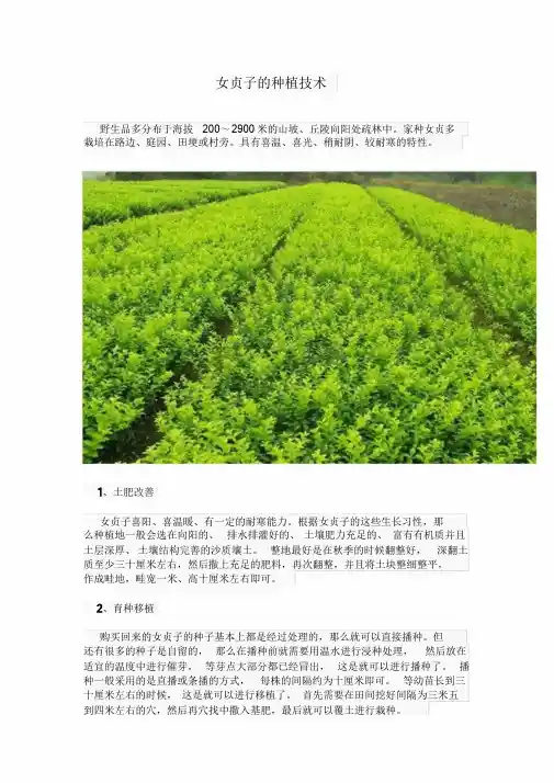 女贞子的种植技术.doc