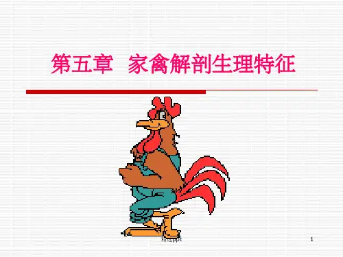 家禽的解剖生理_动物解剖学ppt课件