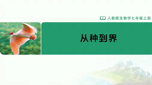 七年级-人教版(2024新版)-生物-上册-[课件]初中生物学-七年级上册-第四章第二节-从种到界