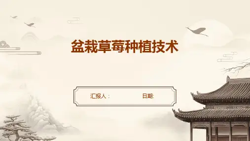 盆栽草莓种植技术