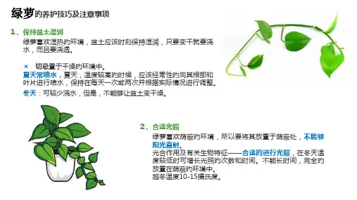 常见绿植养护方法优质课件