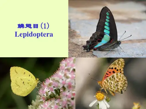 (昆虫分类学)9鳞翅目1