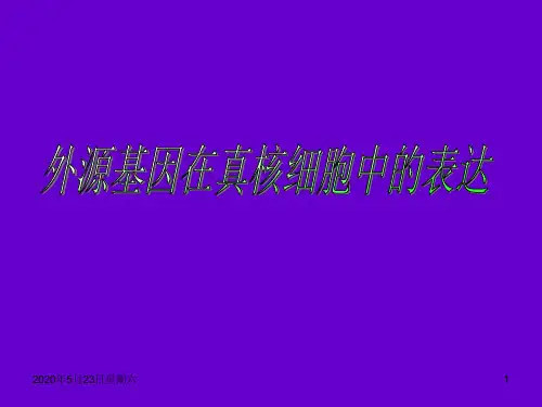 分子生物学：真核生物表达系统