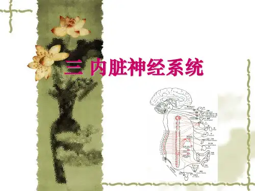 人体解剖生理学：内脏神经系统