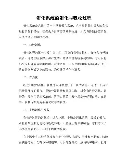 消化系统的消化与吸收过程