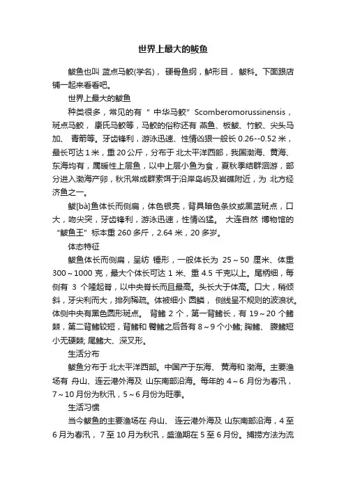 世界上最大的鲅鱼