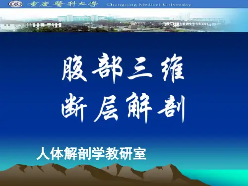 【断层 解剖 课件 PPT】腹部三维断层解剖B