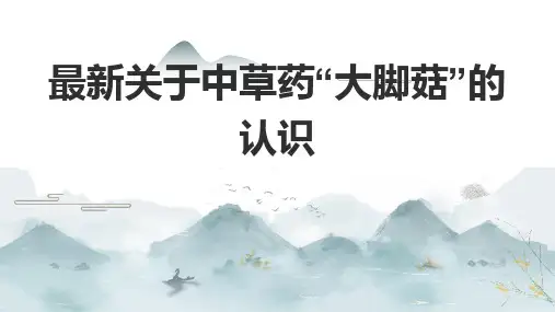 最新关于中草药“大脚菇”的认识